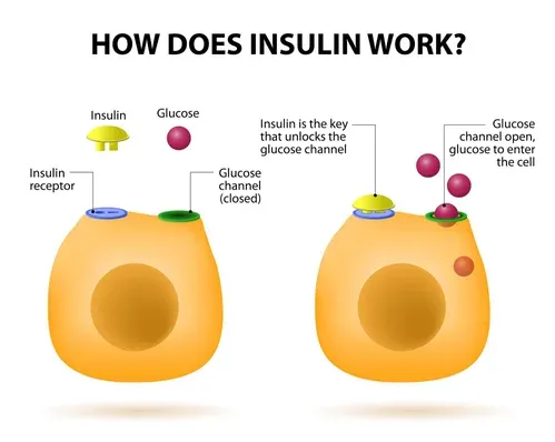 A diagram of how insulin works.