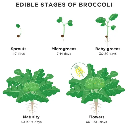 The stages of broccoli growing.