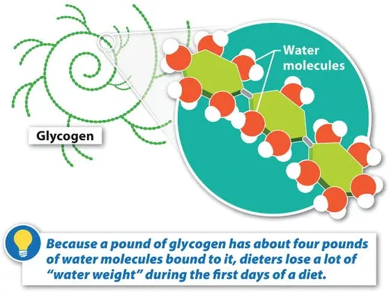 A diagram of how a glycogen works - I Went Vegan Keto. Here's What Happened to My Body.