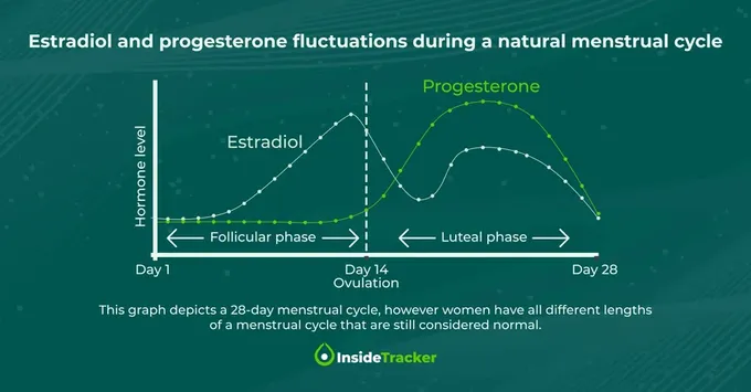 a diagram showing the phases of Estradiol throughout the female lifespan