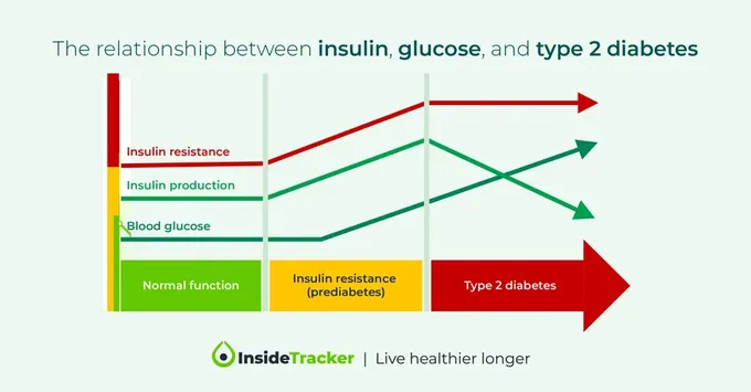 A diagram showing the relationship between insulin, glucose and type 2 diabetes 