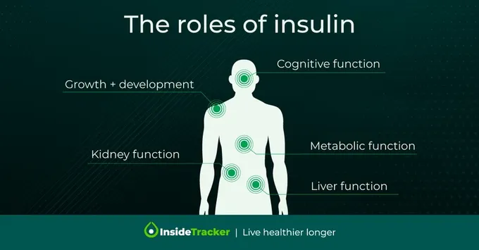 A poster showing the different the roles of insilin.