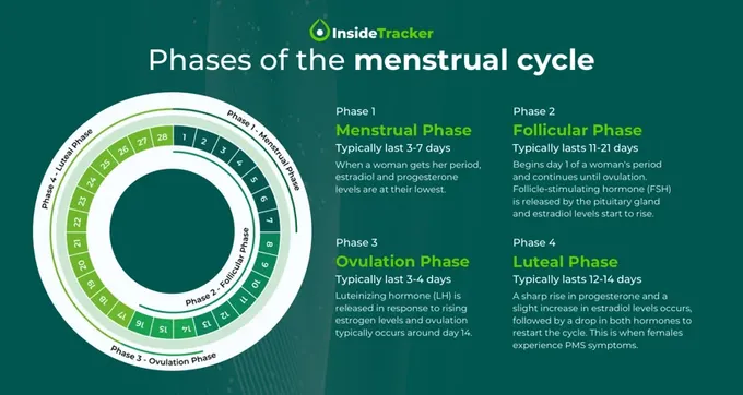 The phases of the menstrual cycle.