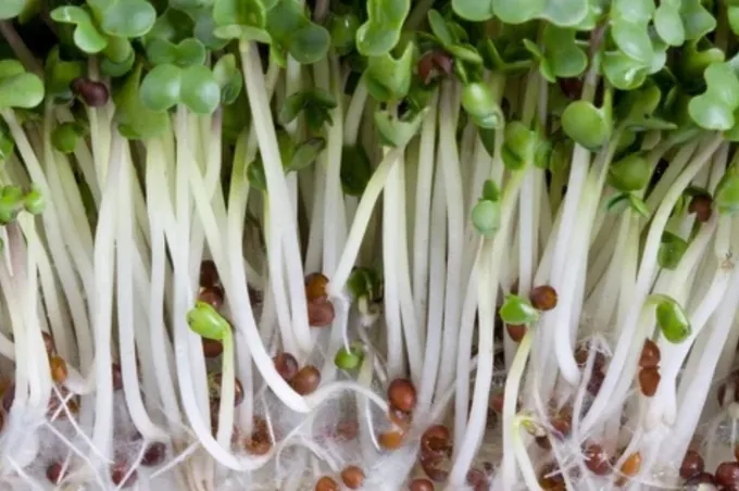 A bunch of broccoli sprouts.