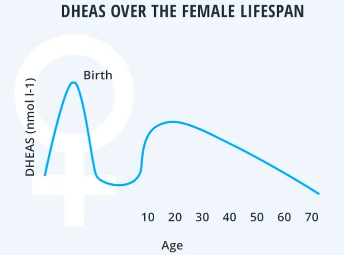 A diagram of DHEAS over the female life span.