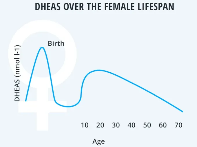 A  diagram of the female DHEAS life span - 4 Key Blood Biomarkers Associated with Female Fertility