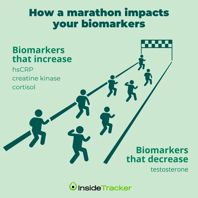 Biomarkers that decrease and increase post marathon