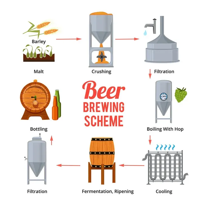A diagram of a beer brewing scheme- Does beer have probiotics?